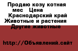 Продаю козу котная 3мес › Цена ­ 6 500 - Краснодарский край Животные и растения » Другие животные   